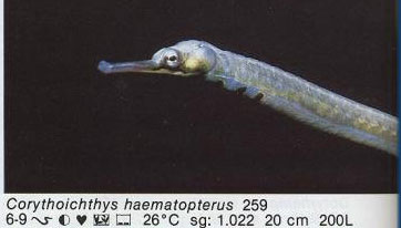 Corythoichthys haematopterus